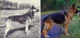 Ove rase pasa su pre sto godina izgledale potpuno drugačije (VIDEO)