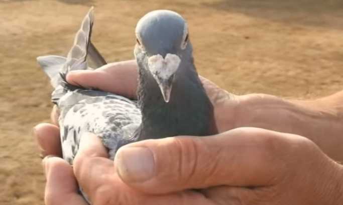 Ovo je najskuplji golub na svetu (VIDEO)