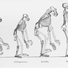 Ovo menja naše viđenje rane evolucije: Pronađen najstariji primerak uspravnog majmuna