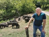Ovo su svinje koje daju najviše mesa, a u Srbiji su pred istrebljenjem FOTO