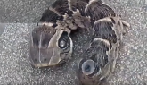 Ovo zastrašujuće stvorenje nije ono što ste mislili (VIDEO)
