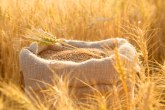 Ovogodišnji prinos kukuruza i žita odličan: Potrebno je pronaći nova tržišta