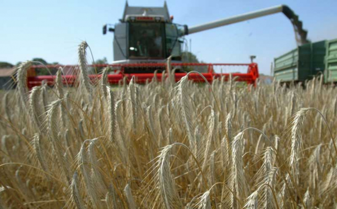 Ovogodišnji prinos pšenice 67,9 miliona maraka
