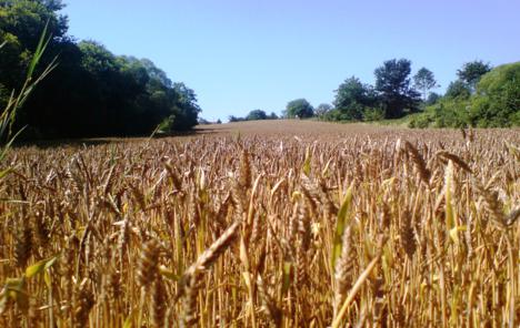 Ovogodišnji urod pšenice potonuo 39,8 posto 