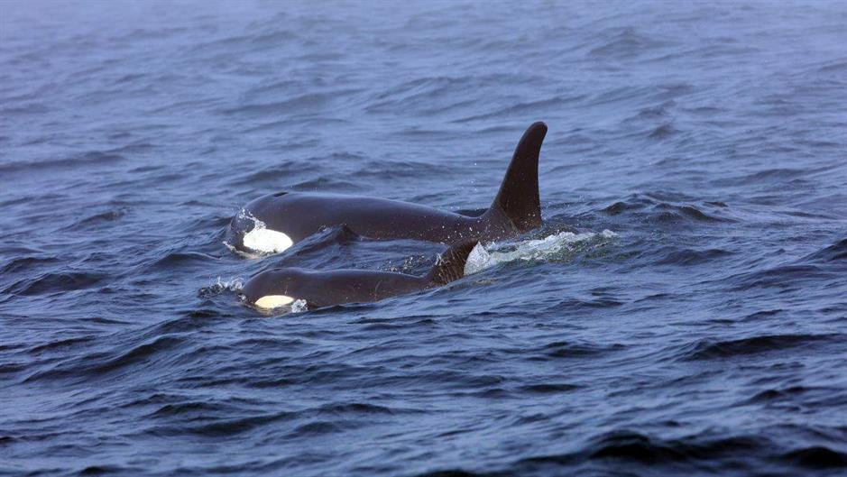 Ožalošćena orka se oprostila od svog mladunca