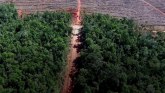 Ožiljak od požara: Kako nestaje jedna od poslednjih prašuma u Aziji