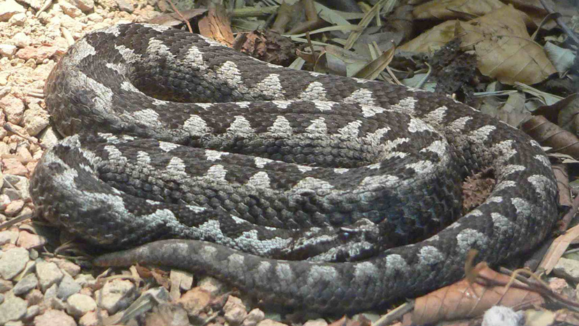 PANIC IN SERBIA: THE MOST DEADLIEST SNAKE FROM AFRICA appeared! (PHOTO)