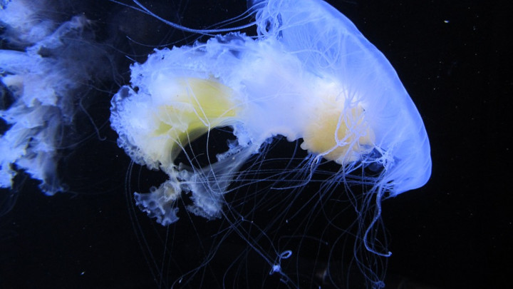 PANIKA U HRVATSKOJ: U Jadranskom moru se pojavila otrovna meduza