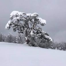 PAO SIMBOL SRBIJE Sneg naneo veliku štetu Svetom boru, do sada mu niko ništa nije mogao (FOTO)