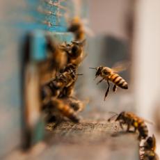 PČELE MOGU DA OTKRIJU ZARAŽENE KORONOM: Metod kojim ga prepoznaju šokirao naučnike