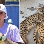 PETA napala Justina Biebera zbog hibridnih mačaka