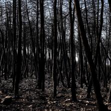 PODIGNUT NIVO UZBUNE U PODRUČJU KATASTROFE! Požari progutali Španiju, izgorelo više od 22.000 hektara šume!