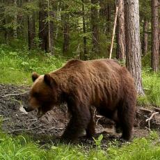 POJAVIO SE MEDVED NADOMAK ARILJA! POJEO DVE OVCE I DVA JAGNJETA, ostavio TRAG U MALINAMA, ljudi u strahu