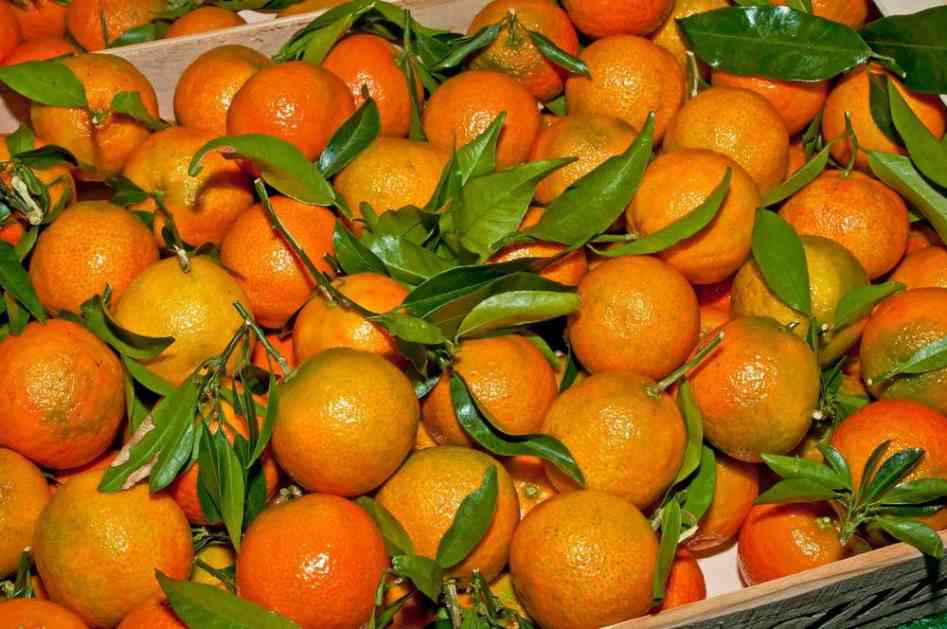 POKUŠALI DA UVEZU HILJADE KILOGRAMA OTROVNIH MANDARINA U REPUBLIKU SRPSKU: Zabranjen uvoz voća iz Turske zbog pestica