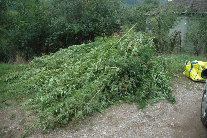 POLICE DISCOVERED “STRANGE FOREST” NEAR PARACIN: They could not believe WHAT’S THE MAN DOING!