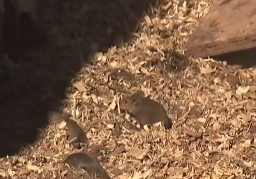 PONOVO GLODARI Velika najezda miševa u Australiji, u borbu se uključila i država VIDEO