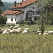 POPLAVE PRIČINILE OGROMNU ŠTETU: Bujica odnela stado ovaca i jagnjadi u Prnjavoru (FOTO)