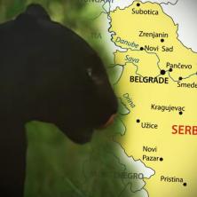 POSLEDNJI SNIMAK CRNOG PANTERA NAJEŽIO SRBIJU: Snimljen susret OPASNOG PREDATORA sa čovekom - da li je zver još uvek u Srbiji?