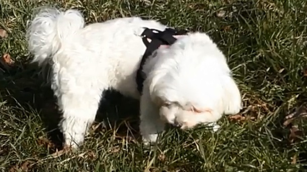 POTERA za lopovom: Cela porodica i pas ga jurili VIDEO