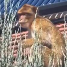 PRAVA JE FACA Nesvakidašnji prizor na ulicama Karaburme, mrežama kruži snimak odbeglog majmuna (VIDEO)