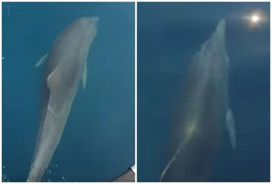 PREDIVAN PRIZOR U HRVATSKOJ: Otac i sin snimili delfina kako pliva uporedo sa njihovom brodom! Dečak nije mogao da sakrije oduševljenje! (VIDEO)