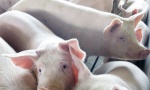 PREDOSTROŽNOST ZBOG SVINjSKE KUGE: Zbog 20 bolesnih, ubijeno 690 svinja