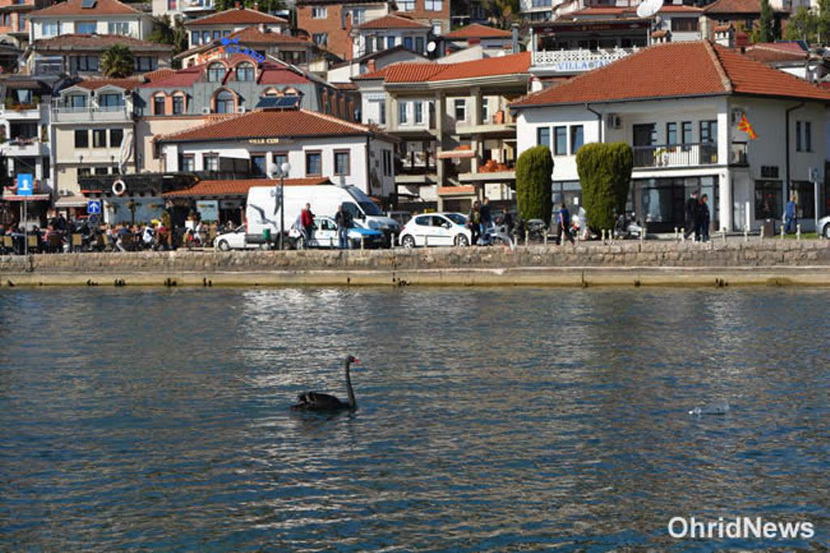 PRELEPO: Crni labudovi iz Beograda doleteli na Ohridsko jezero! (VIDEO) (FOTO)