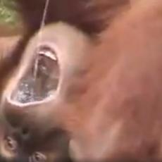 PREVIŠE NASTRANO! Majmun ŠOKIRAO posetioce zoo vrta kada je uradio OVO - svi se sklanjali! (VIDEO)
