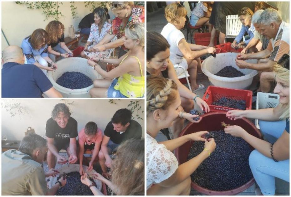 PRIJATELJI, VINO I PESMA: Na Pelješcu počela berba grožđa, u kojoj učestvuju i gosti iz regiona i sveta (FOTO, VIDEO)