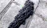 PRIZOR IZ HOROR FILMA: “Čudovišni crni crv” mili po trotoaru (VIDEO)