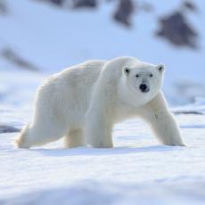 PROJEKAT ZA BUDUĆNOST: Kako je Džingis-kanova grobnica pomogla da se zaštite polarni medvedi