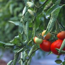 PROVERI DA LI JE PUN PESTICIDA! Jednostavan trik kako da znaš da li je paradajz zagađen hemijom
