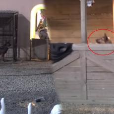 LAVEŽ SE ŠIRI ZADRUGOM: Nakon incidenta sa Ermininim psima, vidite ŠTA je uradio Vladin (VIDEO)