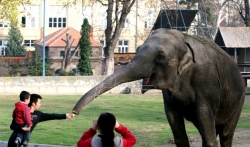 PSG Beograd: Izmeštanje Zoo vrta neophodno, odabir lokacije je izuzetno pogrešan