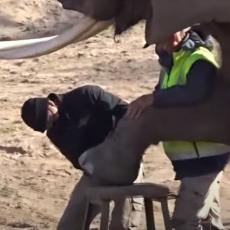 PUNE RUKE POSLA: Ovaj čovek radi pedikir za slonice! (VIDEO)