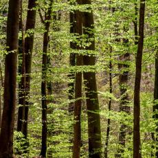 PUT KA OPORAVKU I BLAGOSTANJU Danas se obeležava međunarodni dan šuma