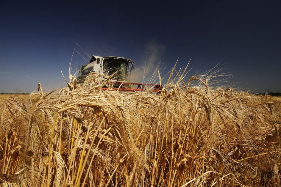 Pad cena pšenice i kukuruza, prvi ugovor za uljanu repicu