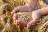 Pad cene pšenice i kukuruza na novosadskoj berzi