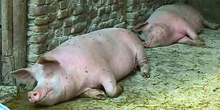 Pad cene tovnih svinja