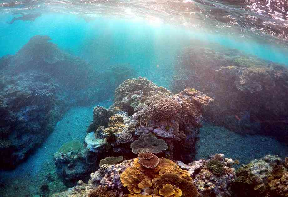 Pad temperature okeana zaustavio izbeljivanje korala?