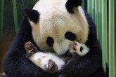 Panda Eršun rodila blizance – po drugi put FOTO