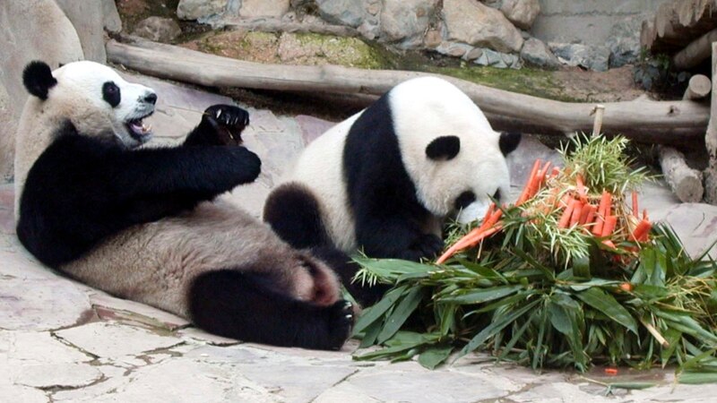 Panda diplomatija: Odlazak voljenih pandi iz Vašingtona možda znak šireg kineskog povlačenja