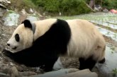 Panda posetila grad u jugozapadnoj Kini