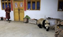 Panda posetila grad u jugozapadnoj Kini