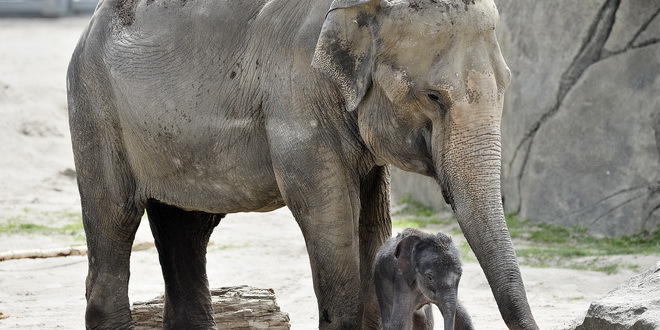 Pandemija ugrožava zoo vrtove i očuvanje vrsta