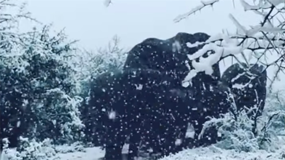 Pao sneg u Južnoj Africi (VIDEO)