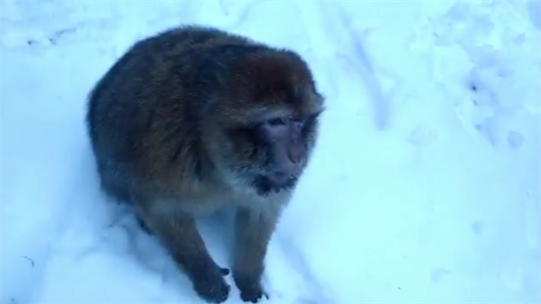 Pao sneg u Maroku, uživancija za majmune