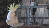 Papagaj koji je dokazao da ne plešu samo ljudi