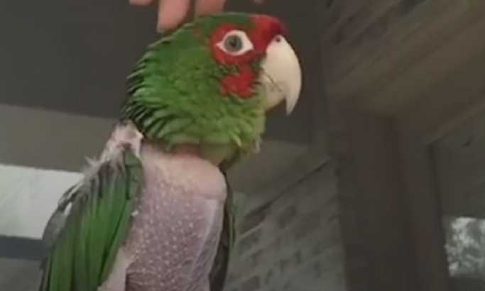 Papagaj koji je uspeo da pregrmi mržnju
