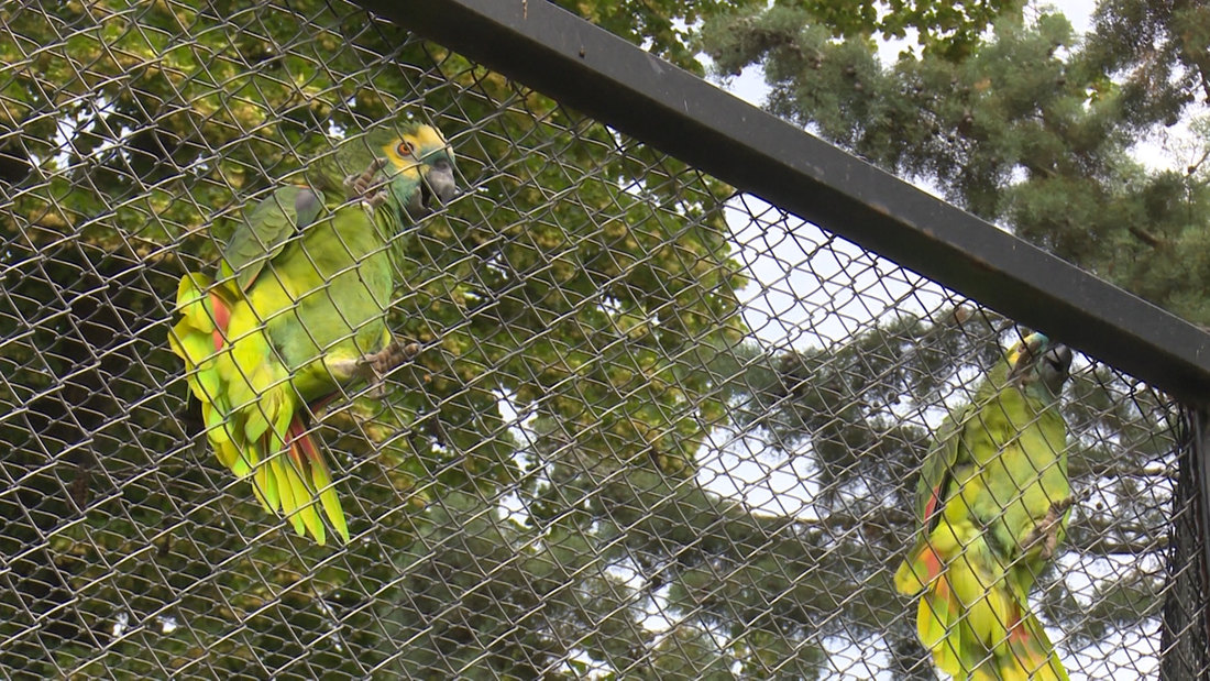 Papagaji atrakcija ZOO vrta na Paliću: Govore španski, pevaju opere!